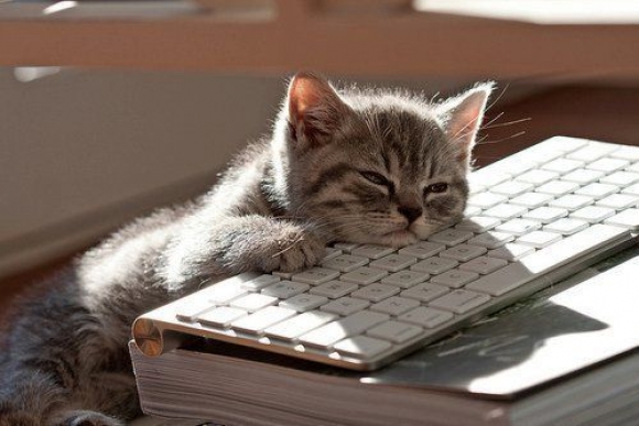 Bored-Cat-on-Computer.jpg