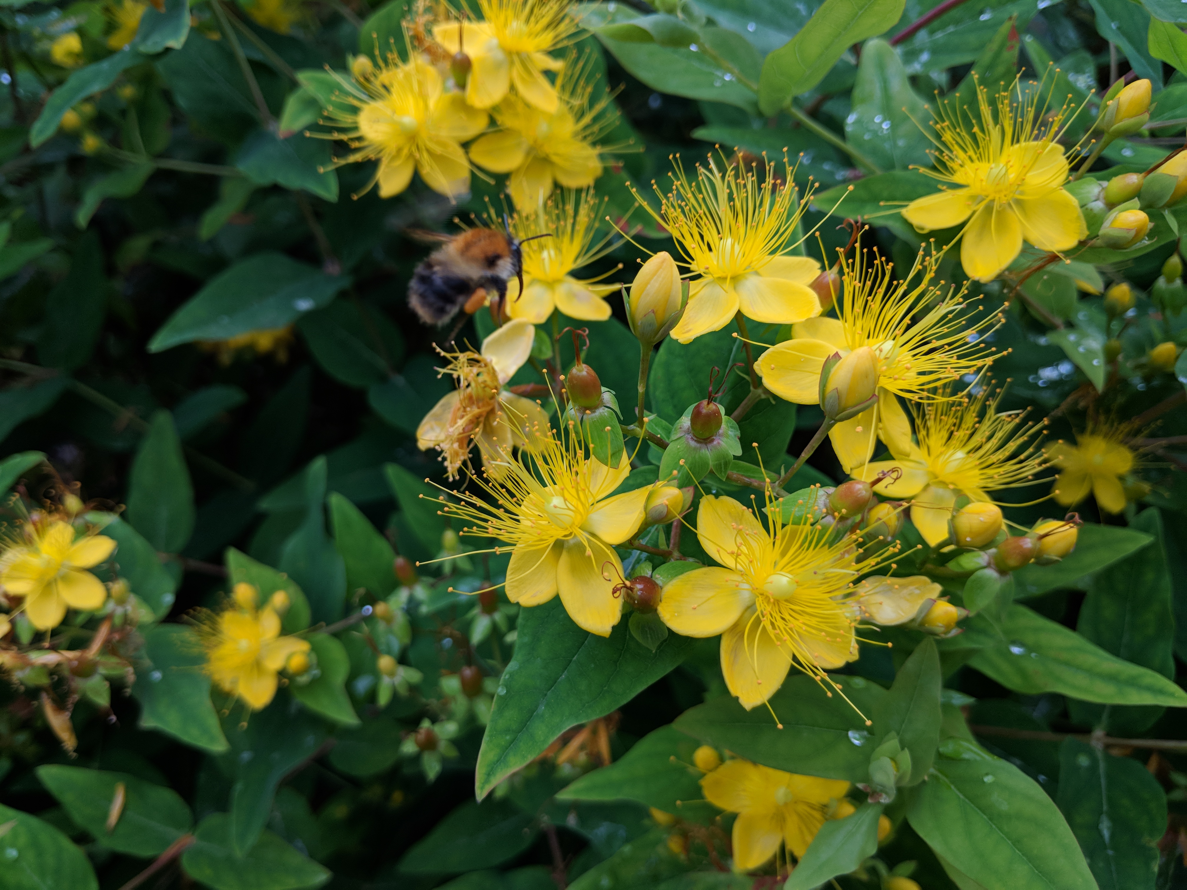 Bumblebee - 01.jpg