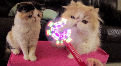 catspin.gif