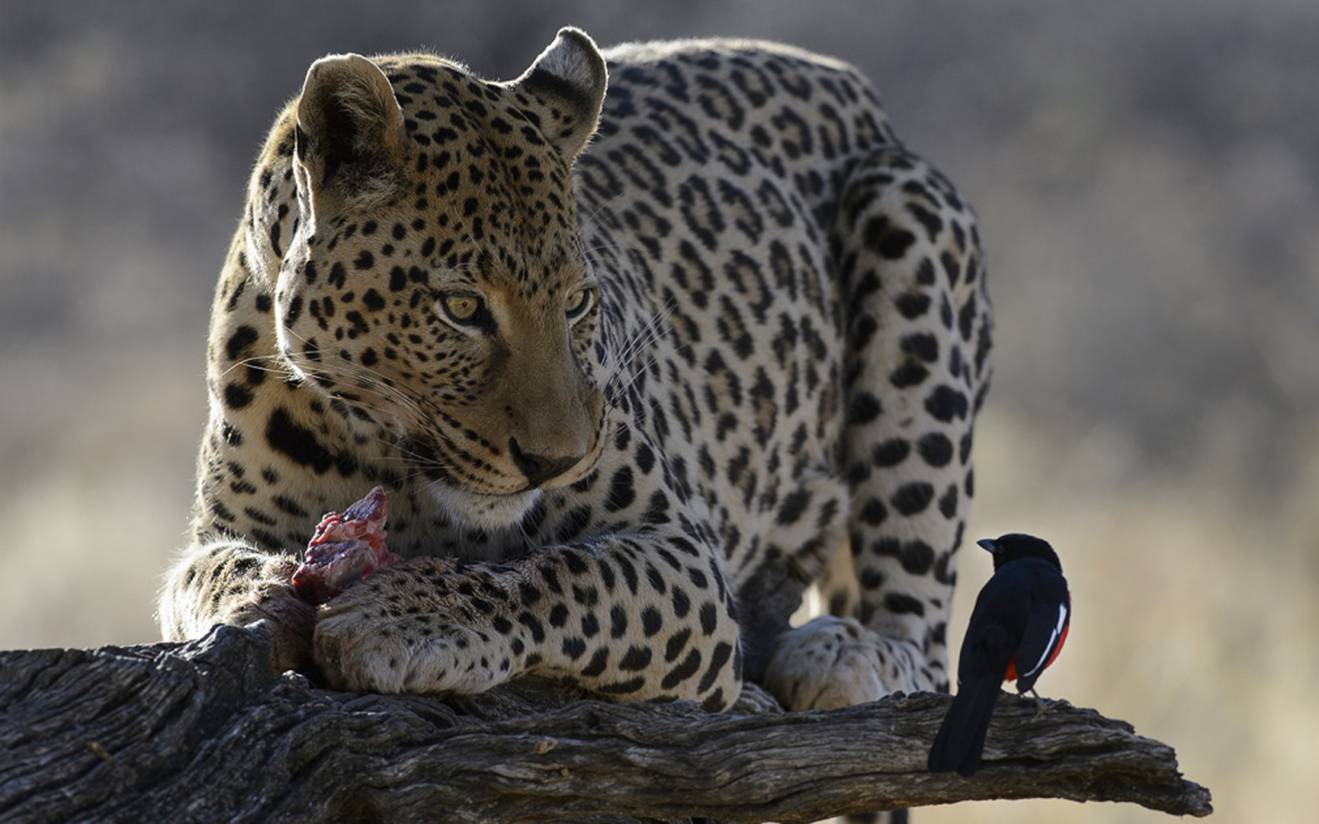 James Kobacker - Leopard and bird - wallpaper.jpg