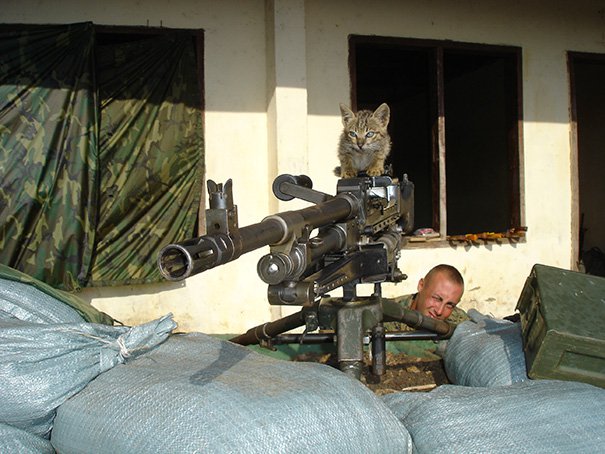 Sniper-cat.jpg