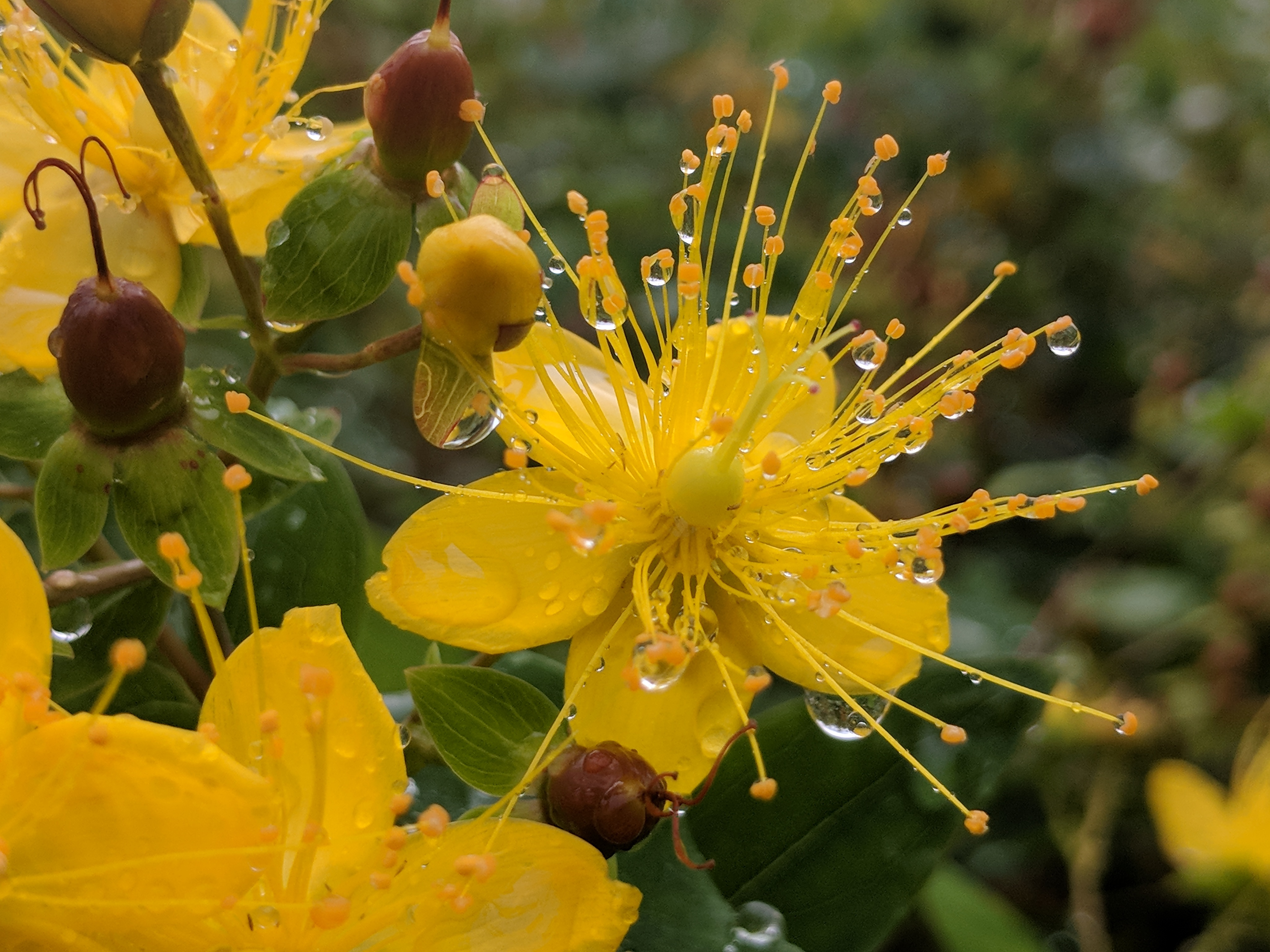 Yellow flower with raindrops using zoom.jpg