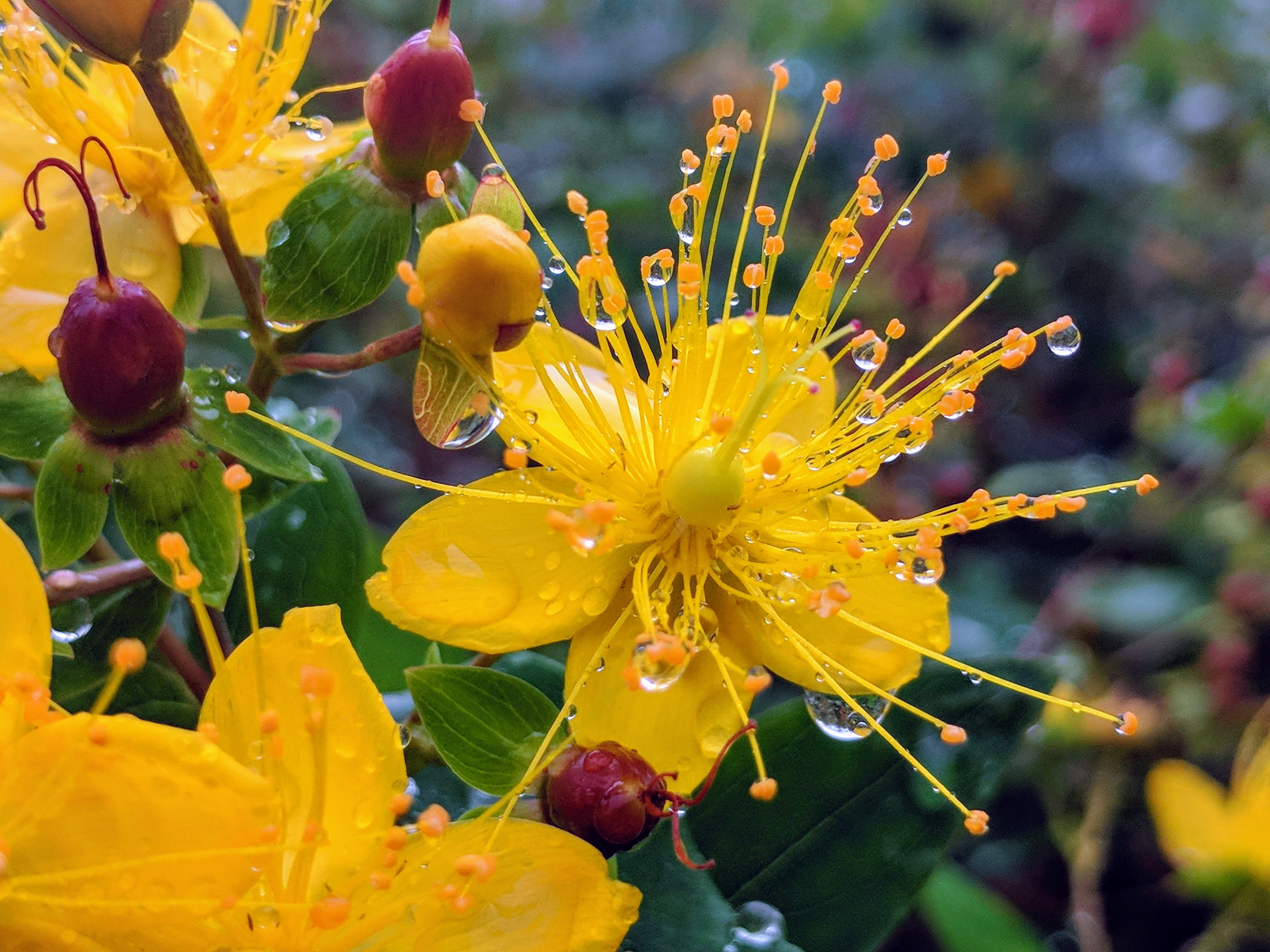 Yellow flower with raindrops using zoom stylized by Google.jpg