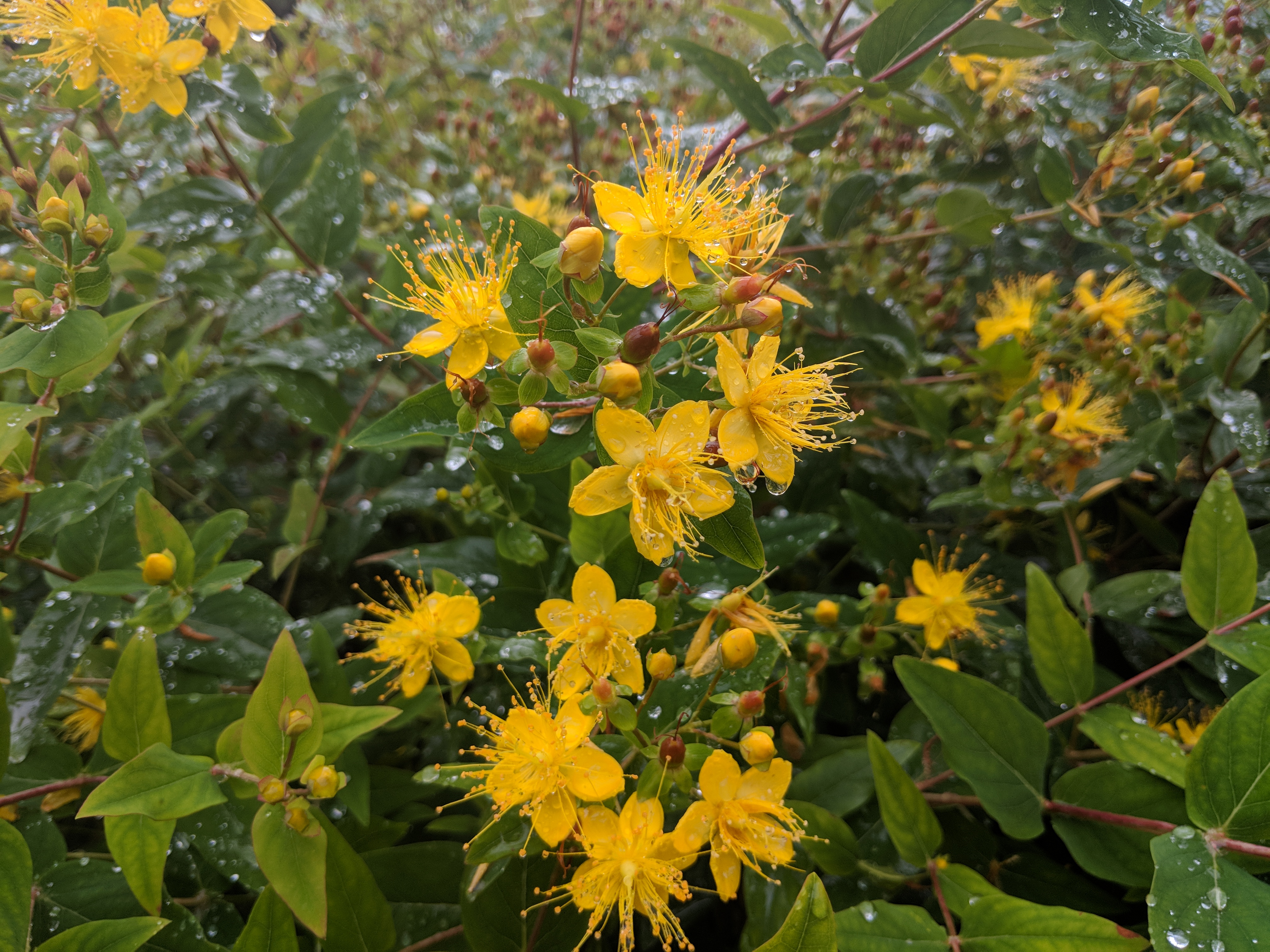 Yellow flowering bush closer.jpg