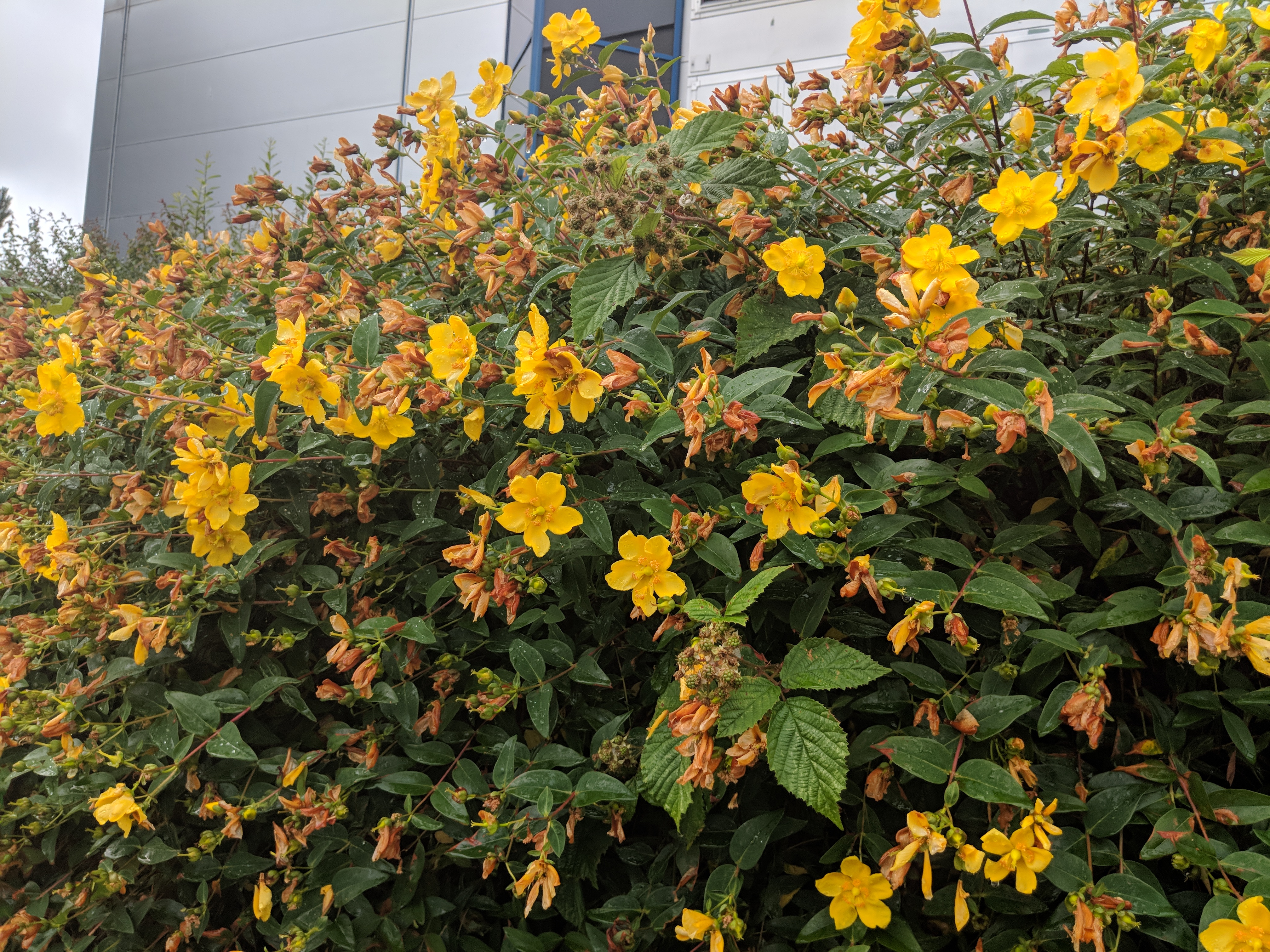 Yellow flowering bush.jpg