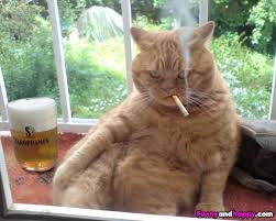 cat-taking-break-with-smoke-and-some-whiskey.jpg