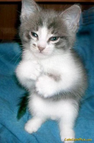 cute-kitty-standing-up-kitten.jpg