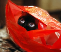 bag,black,cat,eyes,kitten,red-ff2c7147cfabea9fc19b89b4c2ed9f1c_m.jpg