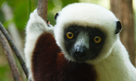 lemur-007.jpg