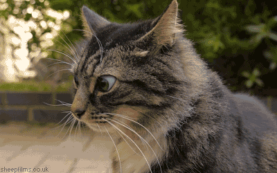 disgusted-cat-2.gif
