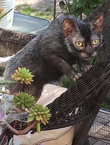 220px-8-month-old_male_Lykoi.jpg