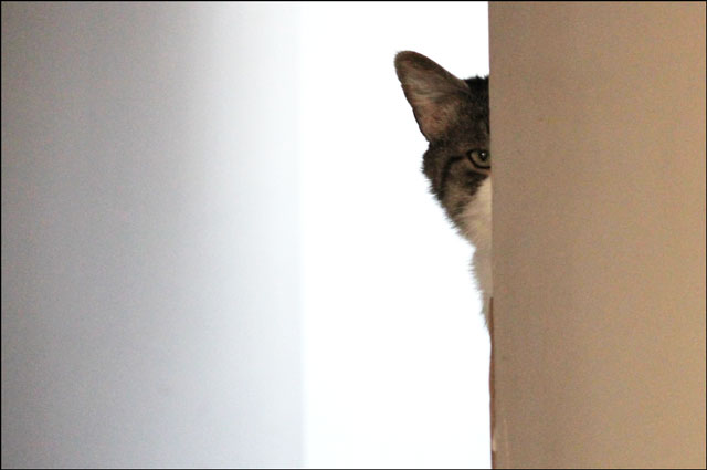 cat-peeking-around-corner.jpg